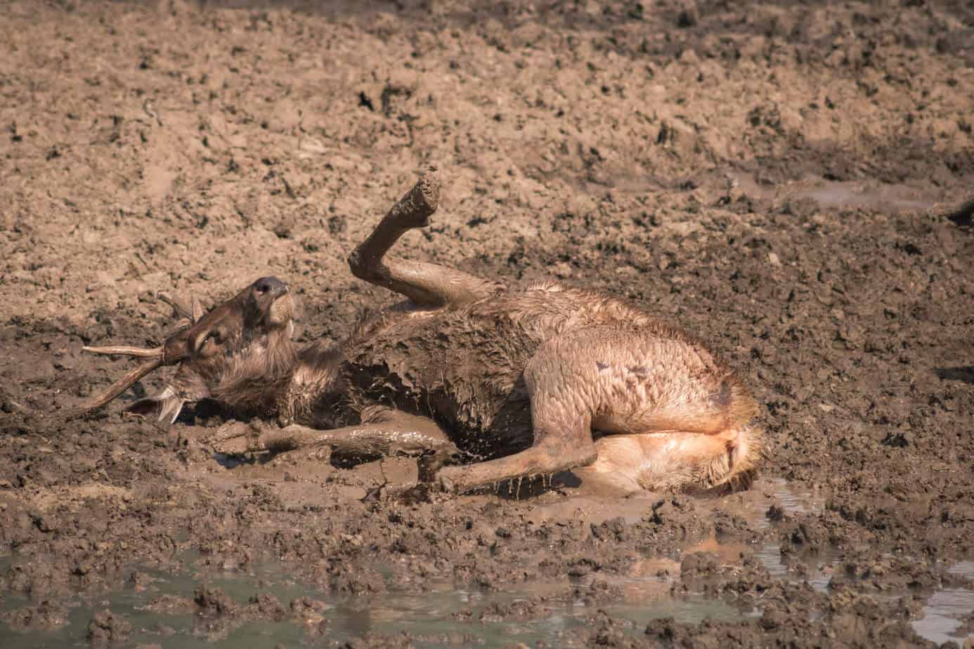 Sambar deer on a Ranthambore safari