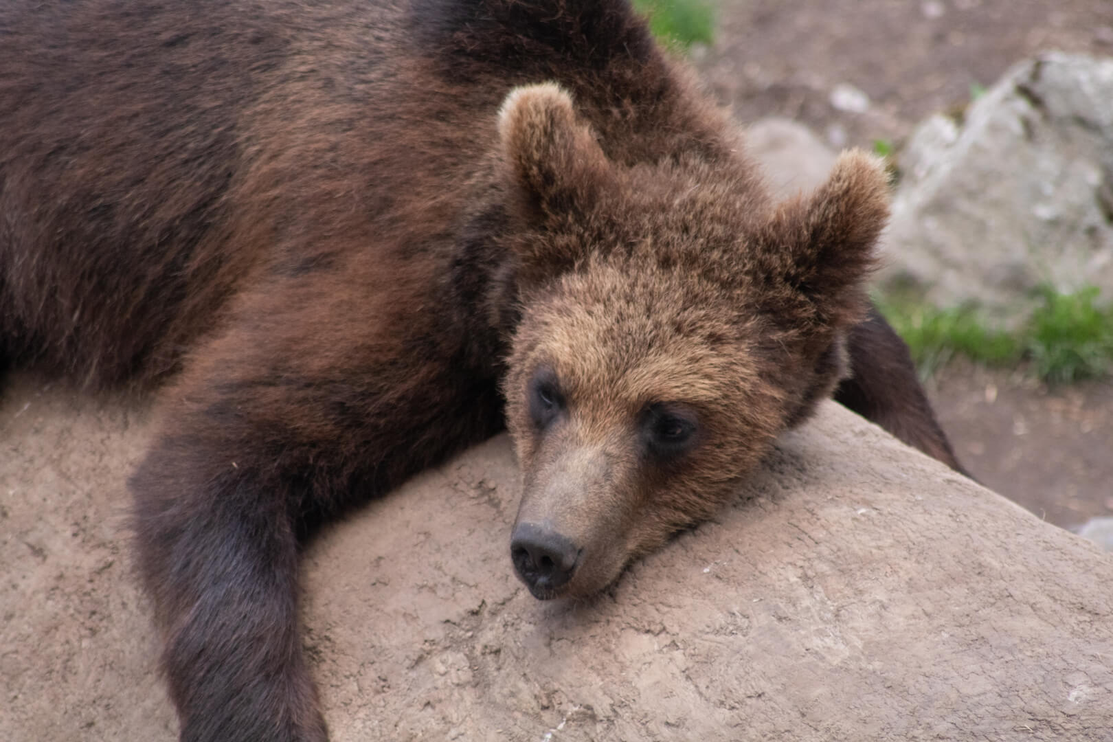 Bear at Skansen Open Air Museum