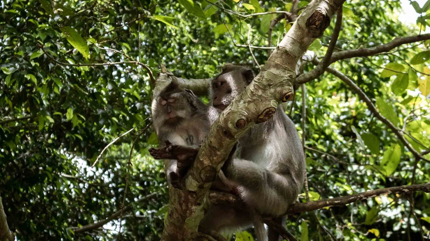 Two macaques in the Sacred Monkey Forest, Bali