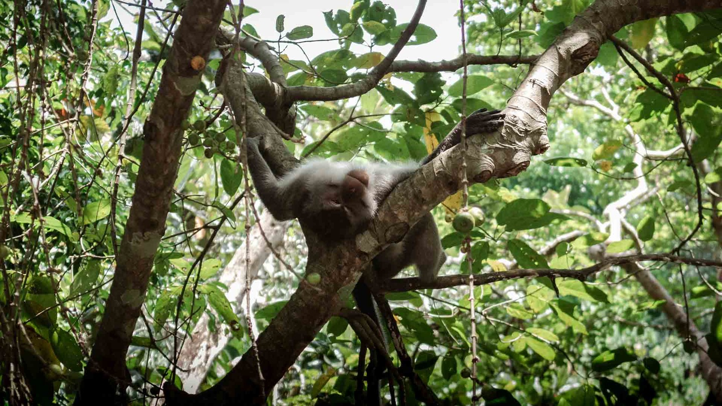 Monkey in the Sacred Monkey Forest, Ubud, Bali