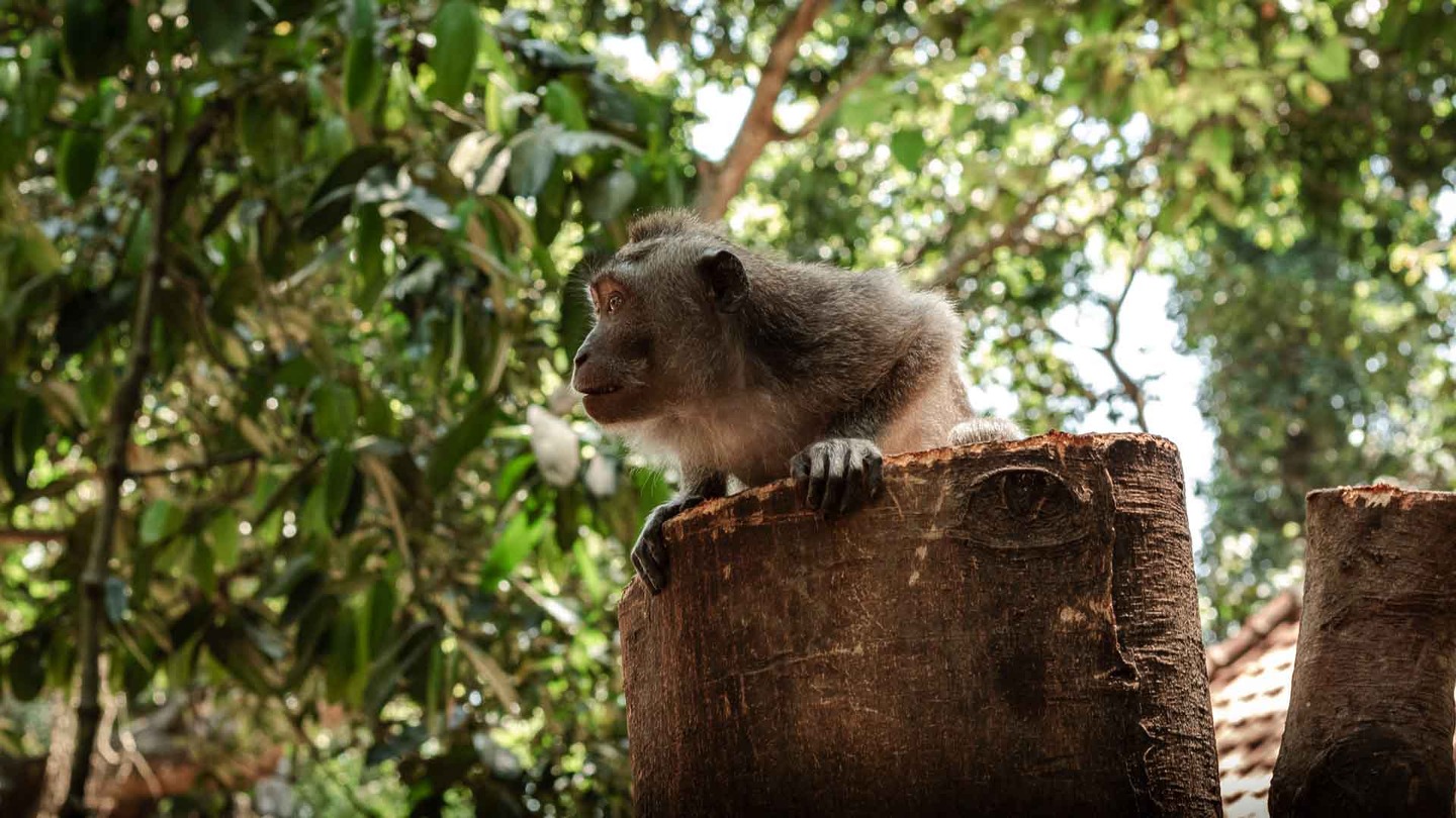 Balinese macaque on a tree branch