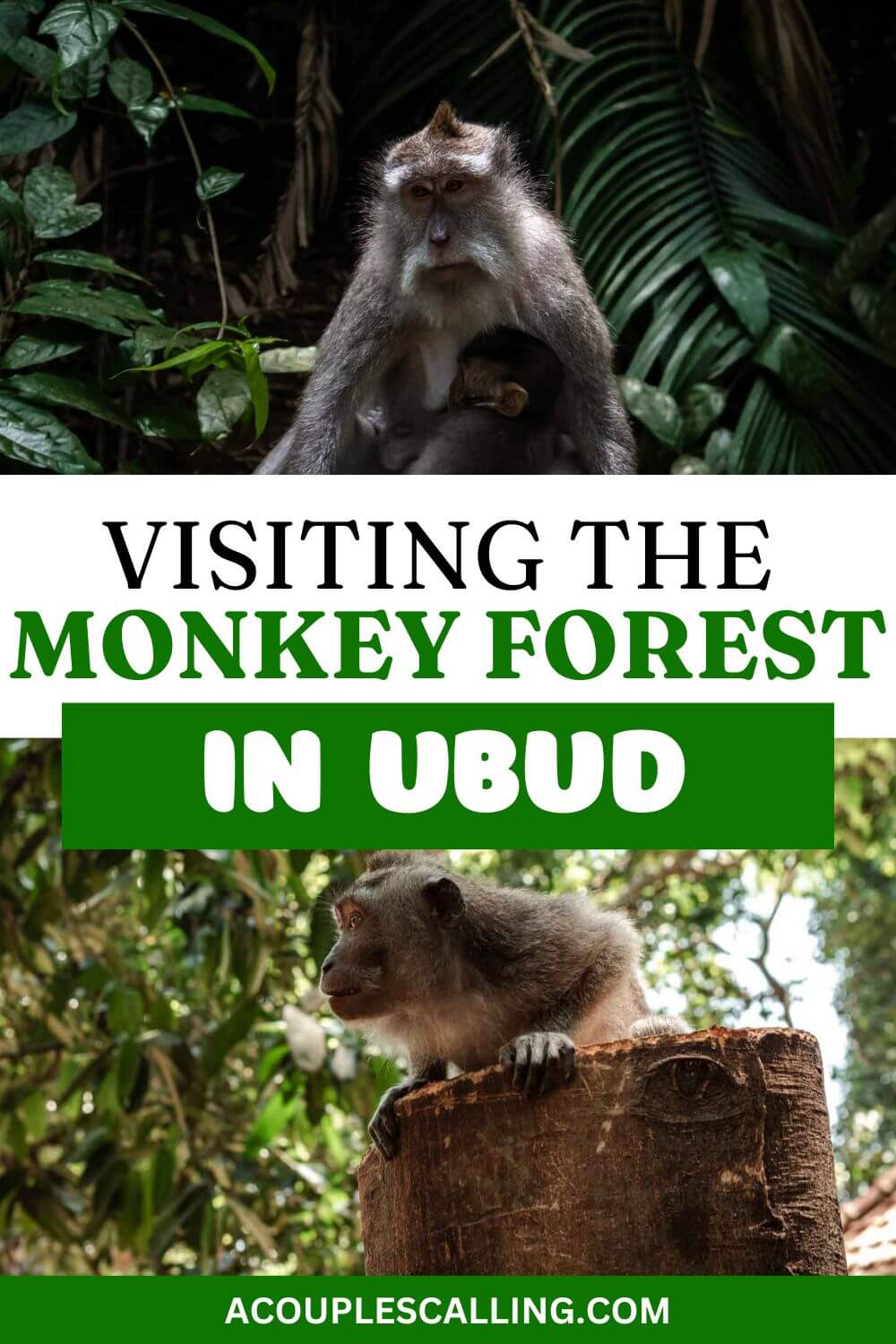 Sacred Monkey Forest in Ubud