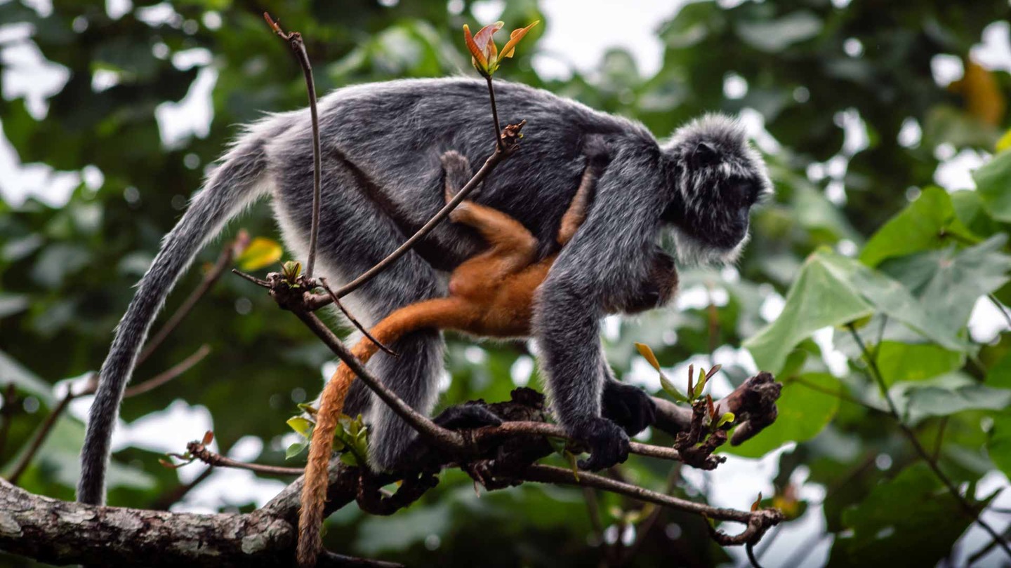 Silver langur mother and baby in Bako National Park