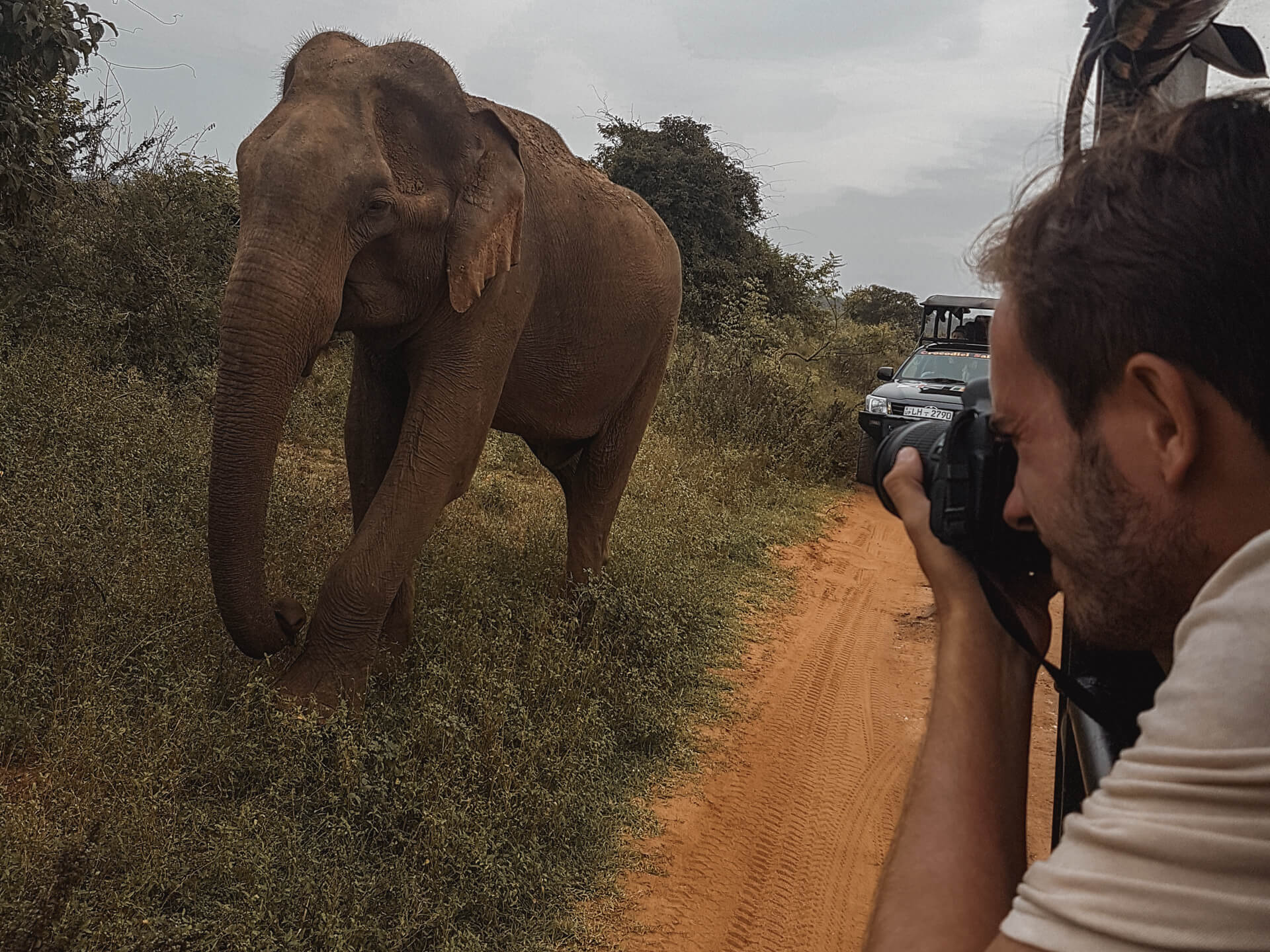 Asian Elephant in Sri Lanka