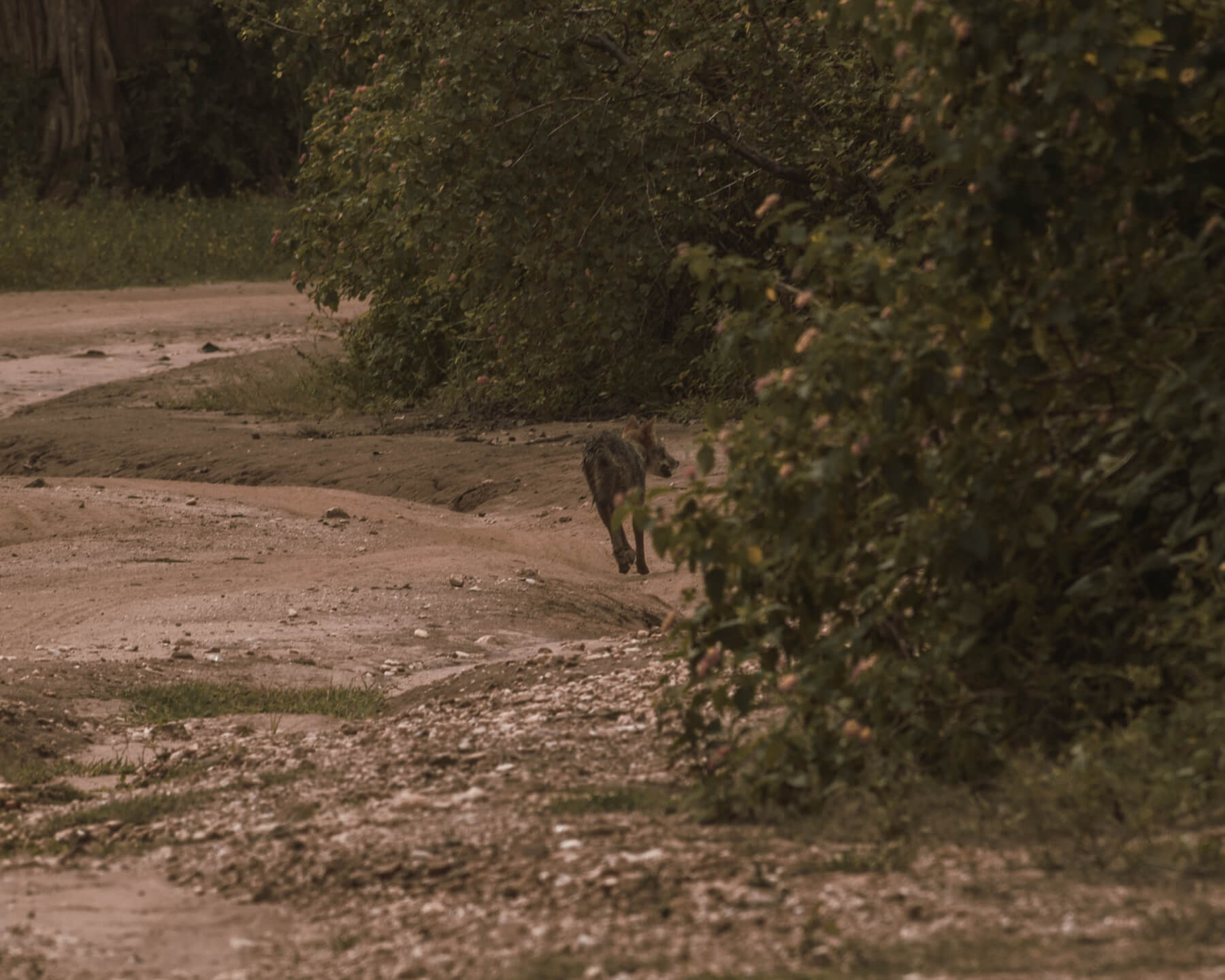 Jackal in Udawalawe National Park