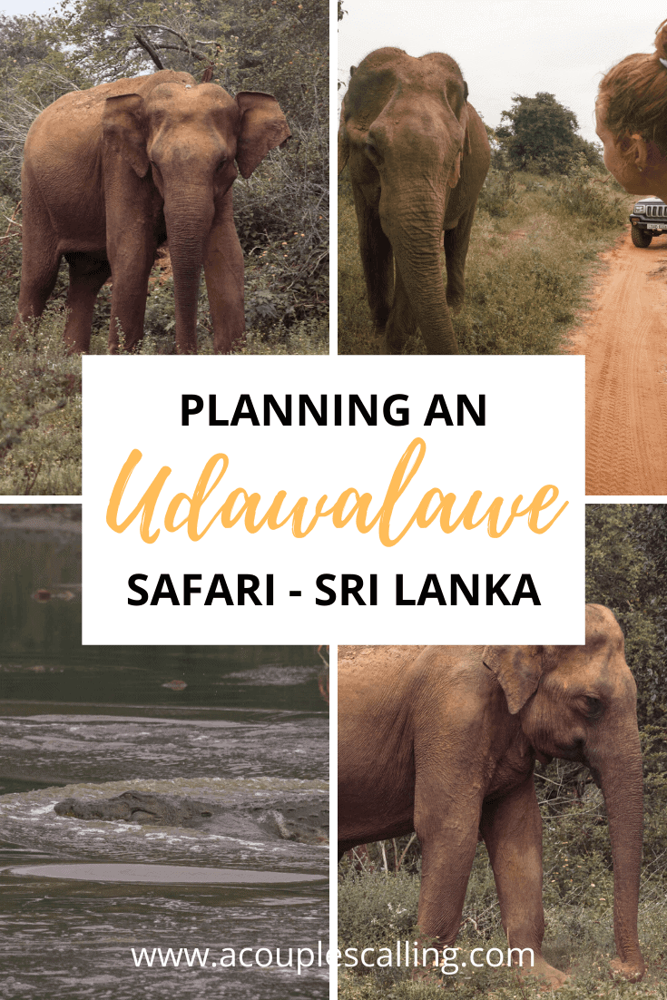 Udawalawe safari 