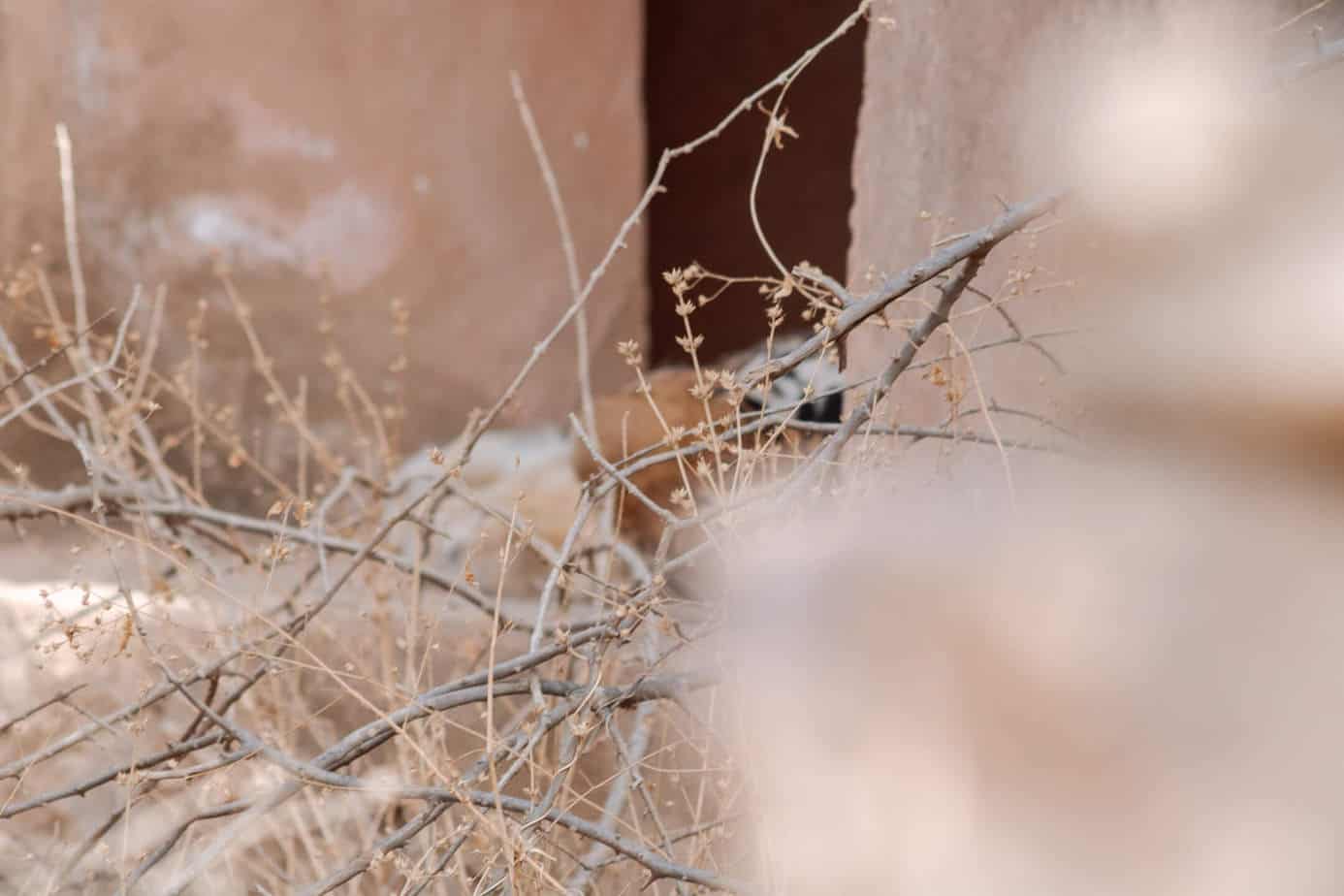 A Royal Bengal Tiger in Ranthambore National Park