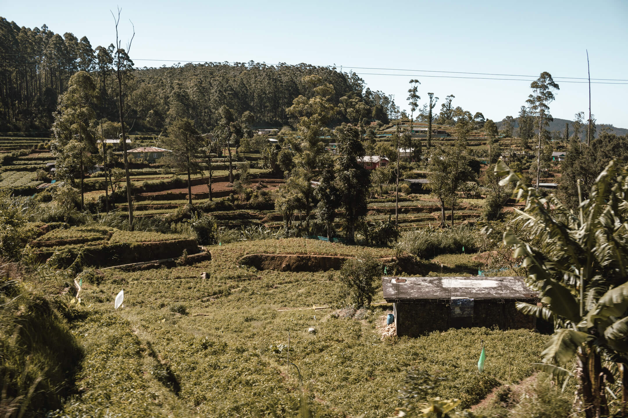 Tea Plantation in Sri Lanka