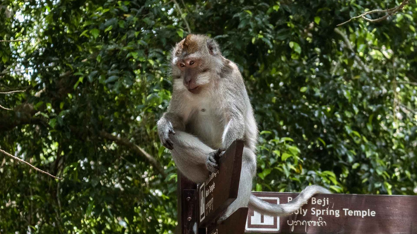 Macaque in Bali, Southeast Asia itinerary