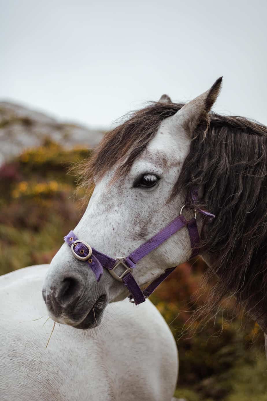 Wild Atlantic Way horses