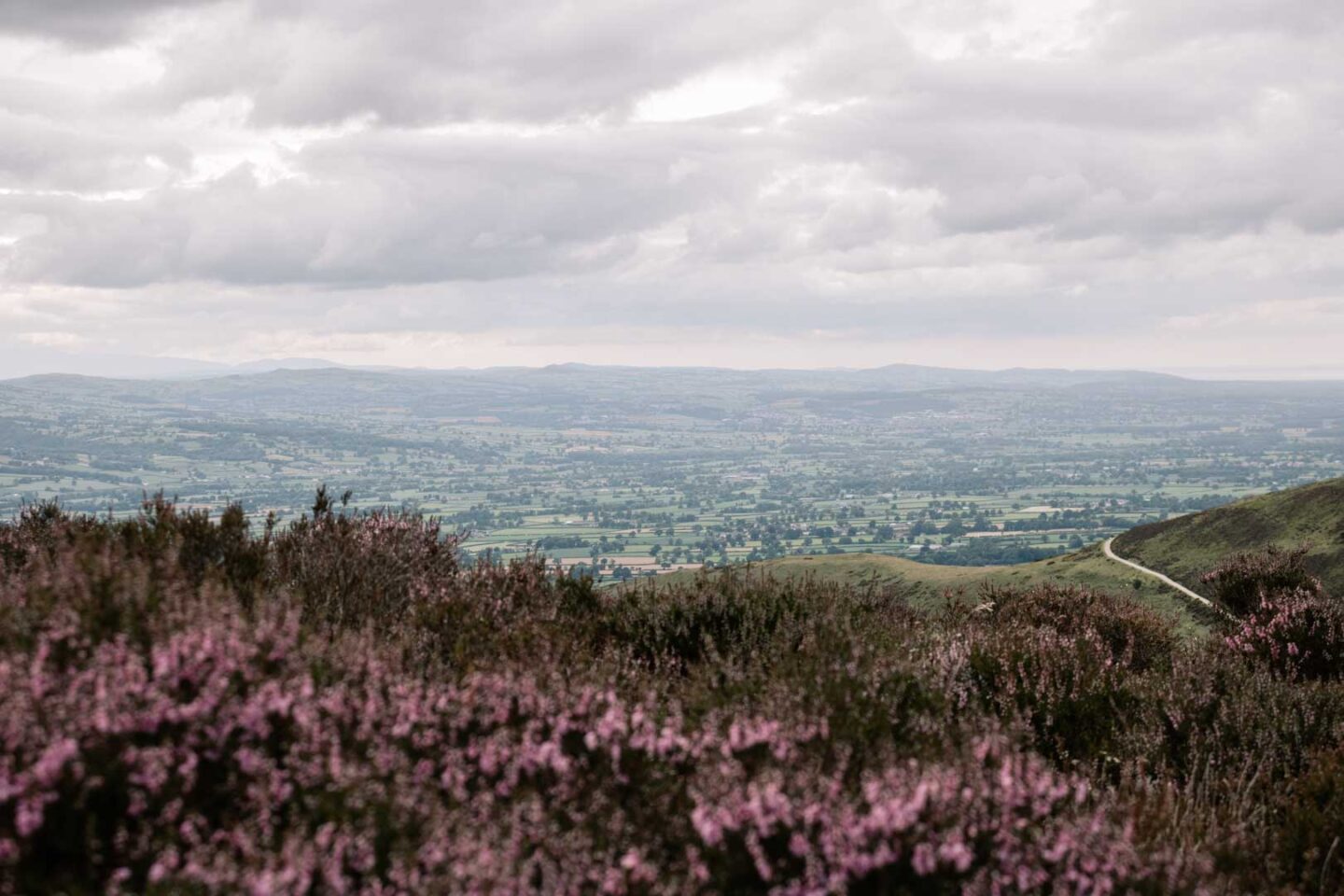 Flower on Moel Famau