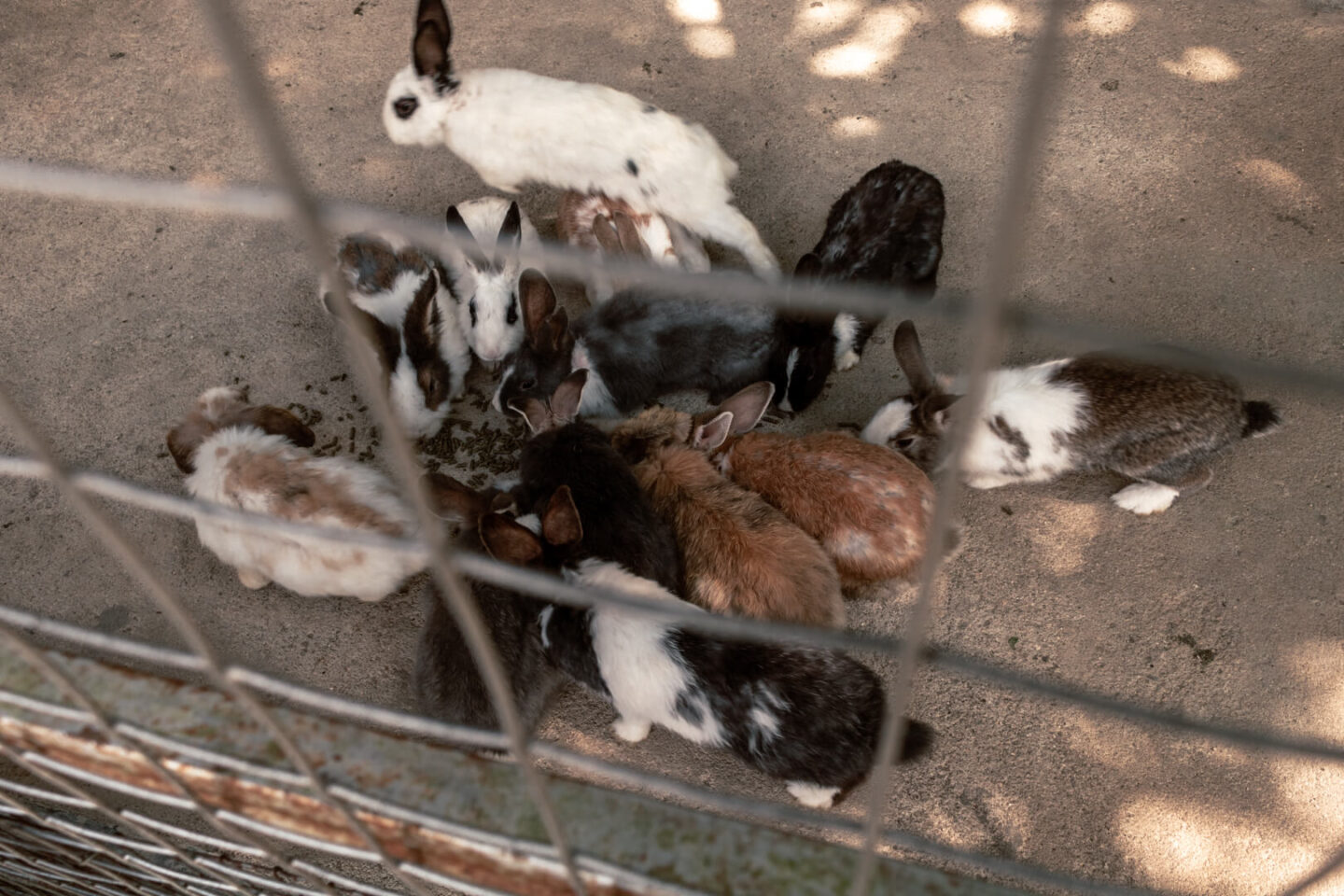 Butterfly Farm rabbits