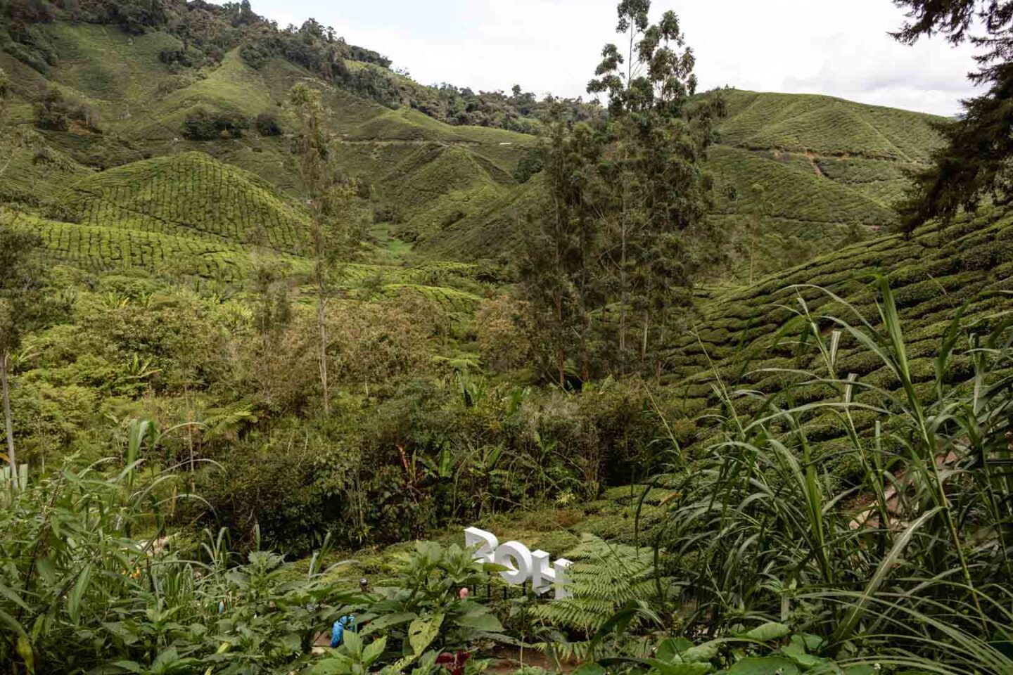 Boh Tea Plantation in Cameron Highlands