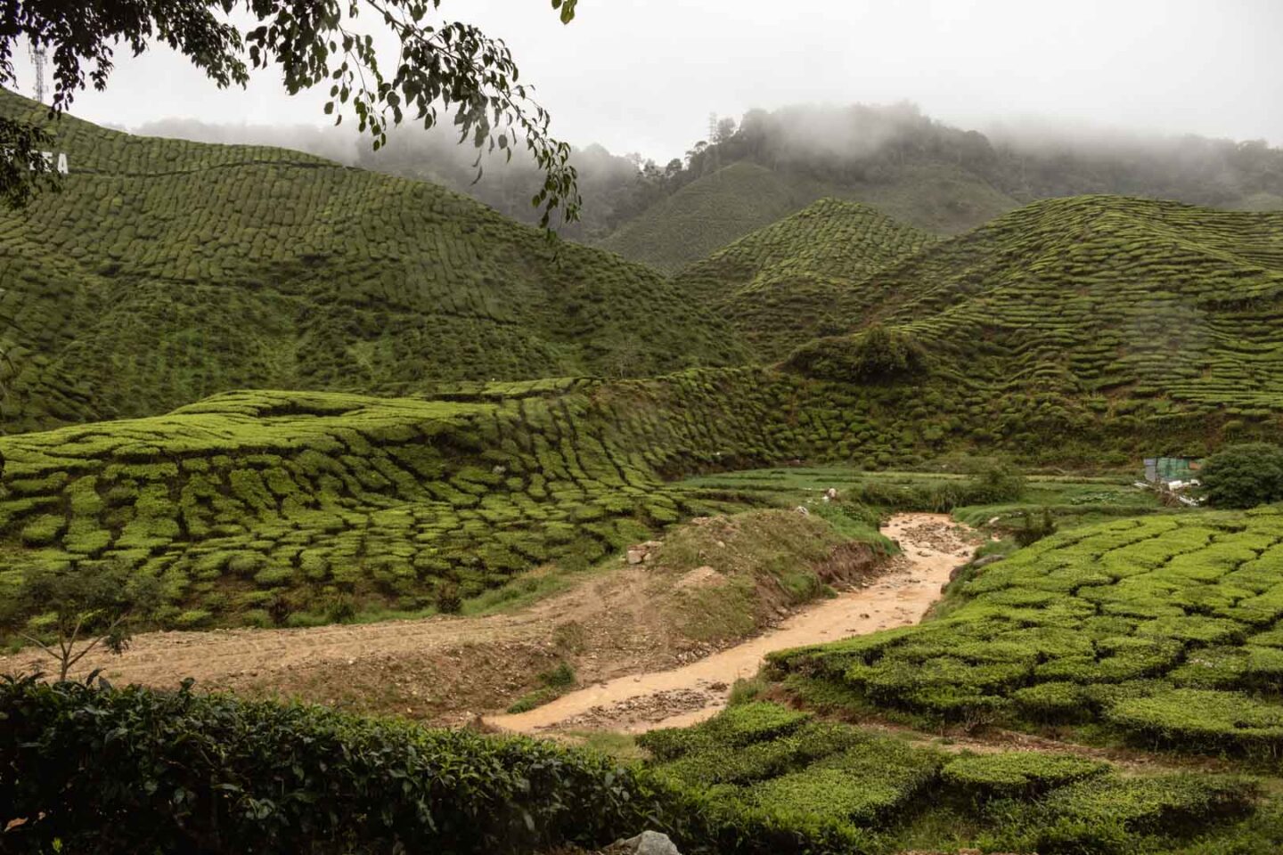Cameron Highlands in Malaysia