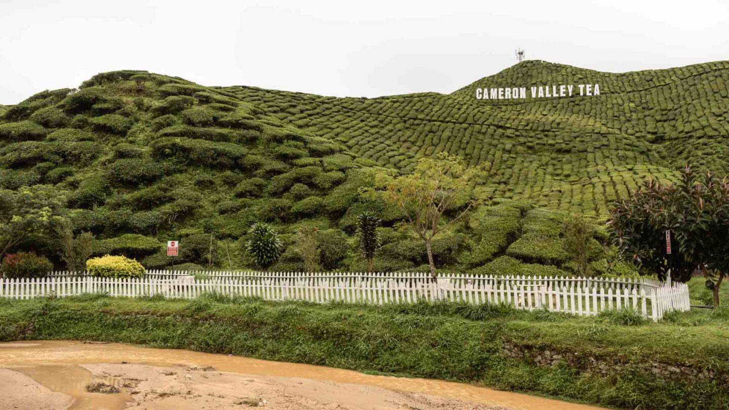 Cameron Highlands tea plantation