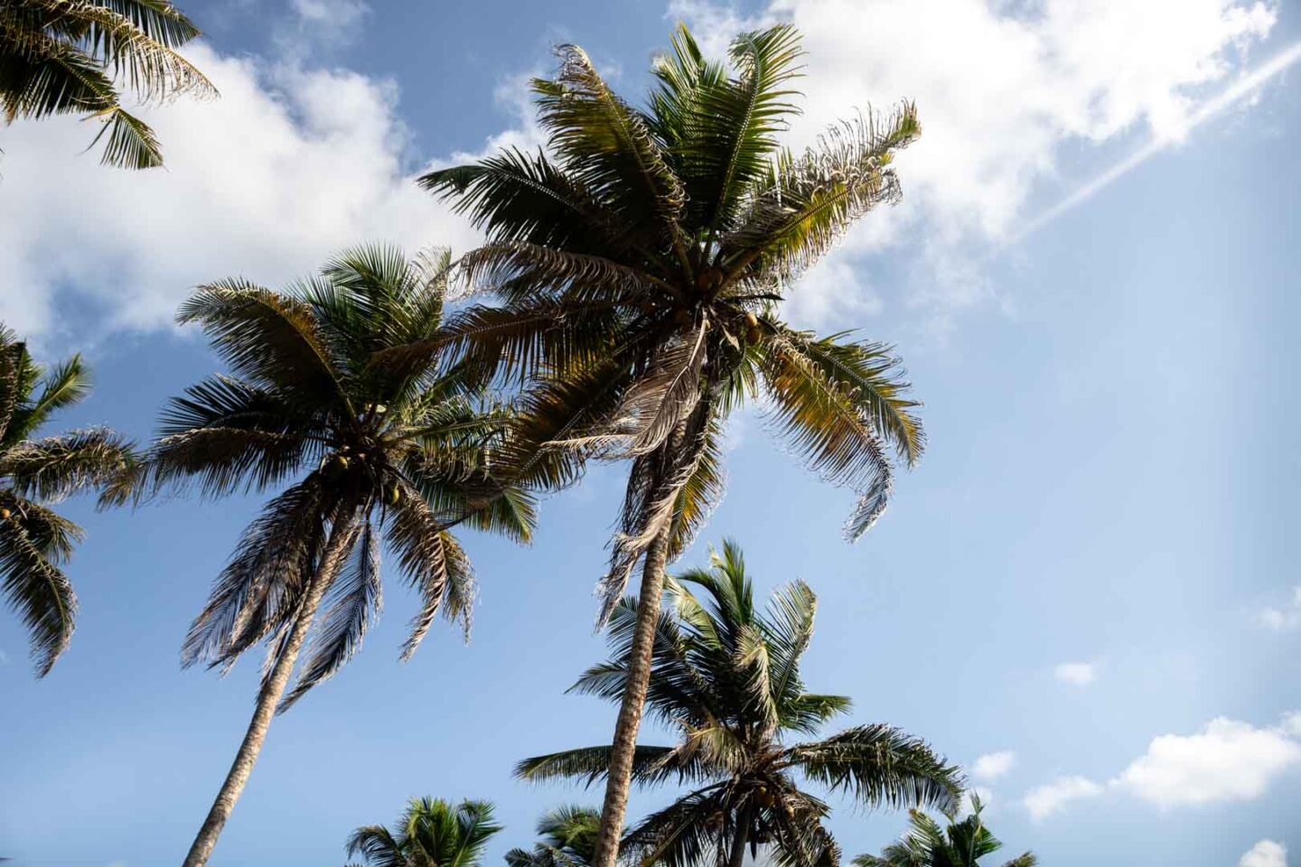 Palm Trees in Mirissa, Sri Lanka