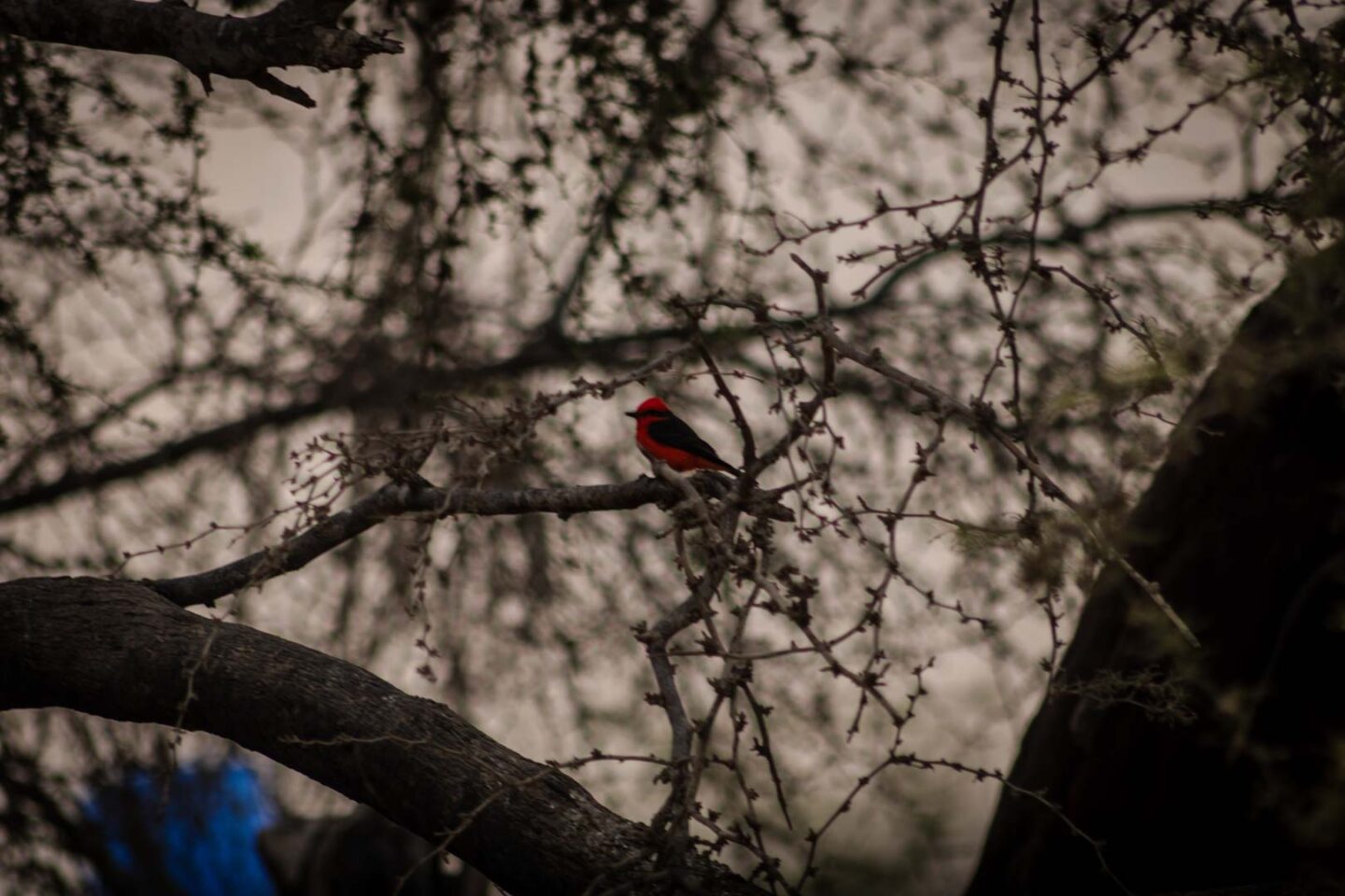 Red bird in Peru