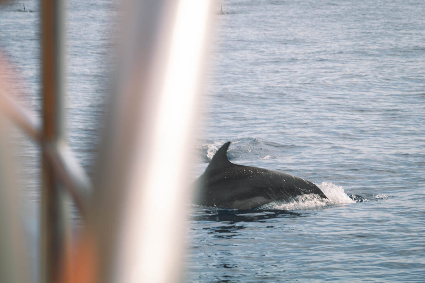 Dolphin in Mirissa, Sri Lanka
