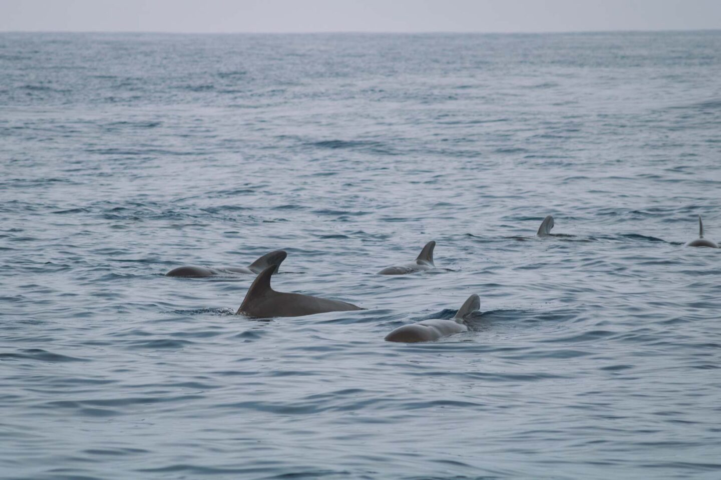 Pilot whale pod in Sri Lanka