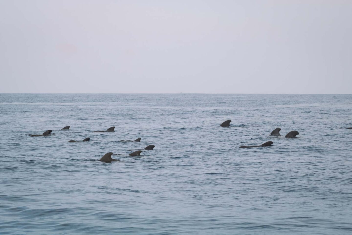 Pilot whales in Sri Lanka, Whale watching in Mirissa