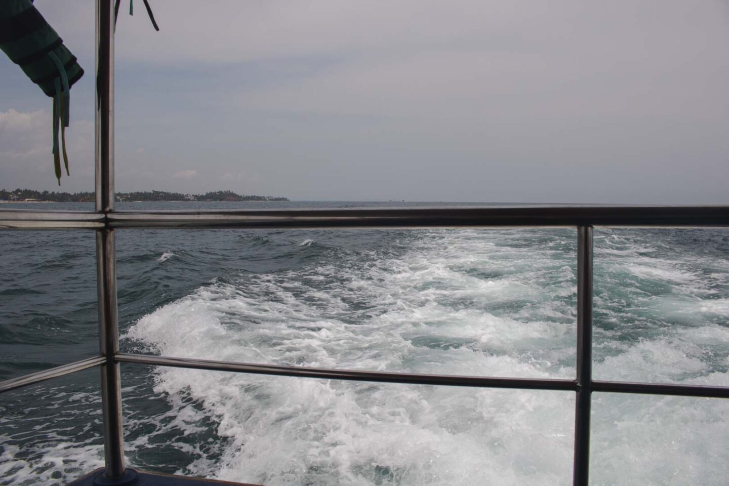 Whale watching in Mirissa