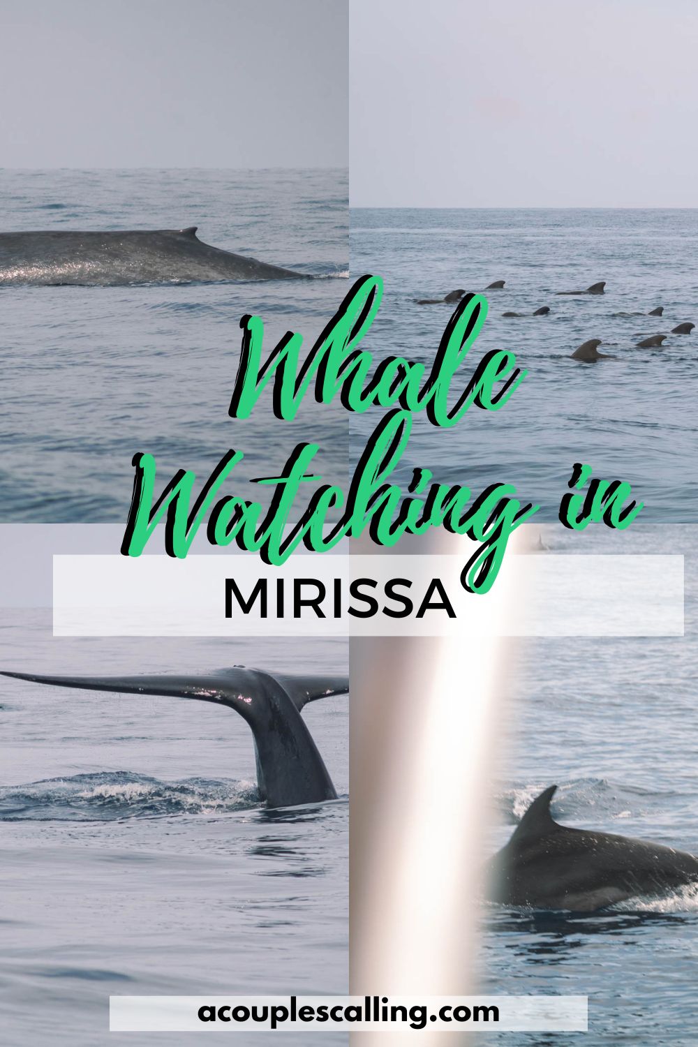 Whale watching in Mirissa