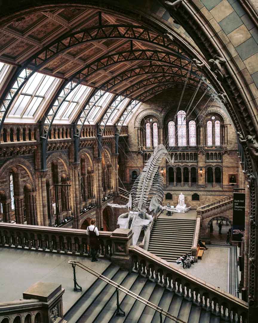 The National History Museum whale skeleton