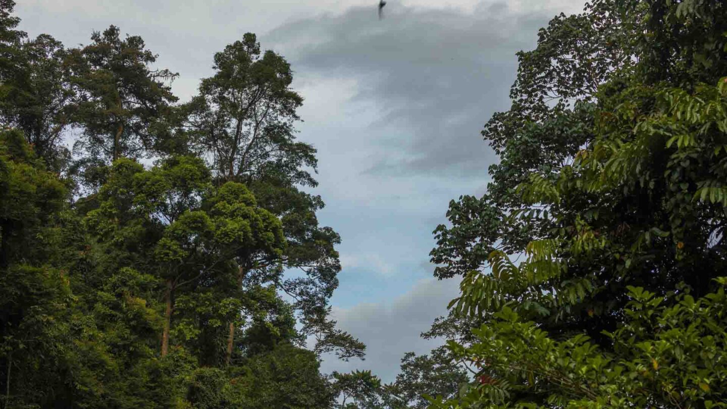 Gunung Leuser National Park rainforest