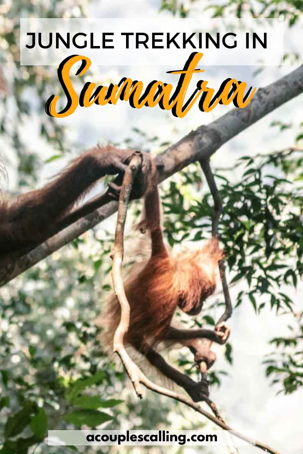 Bukit Lawang Jungle Trek