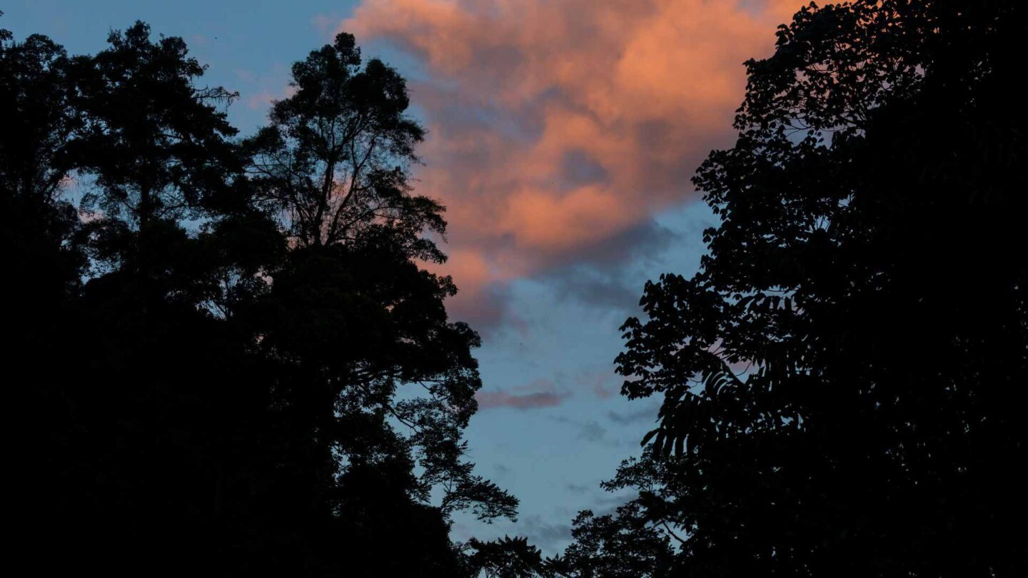Mount Leuser National Park in Indonesia