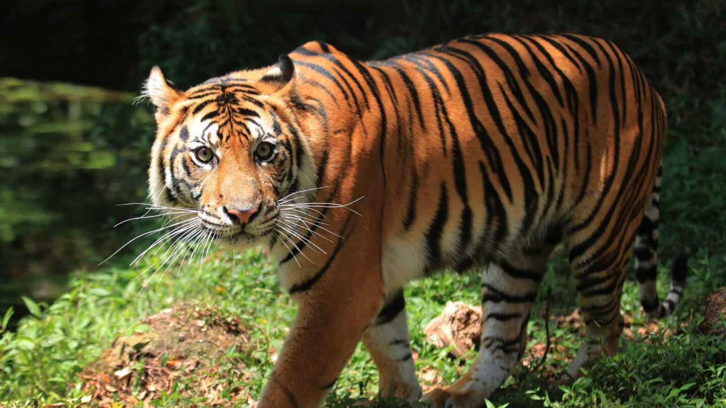 Sumatran tiger
