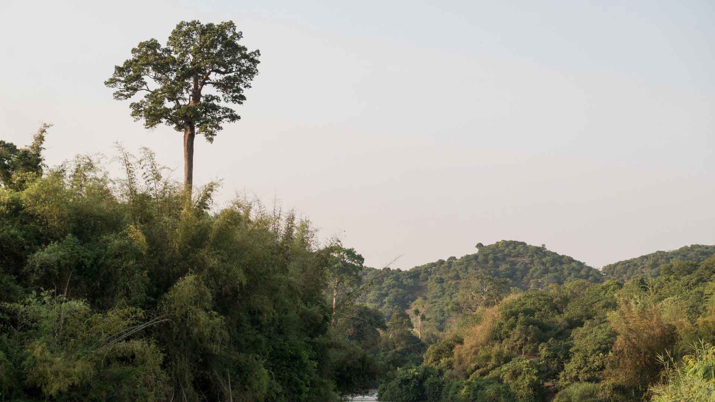 Cat Tien rainforest in Vietnam