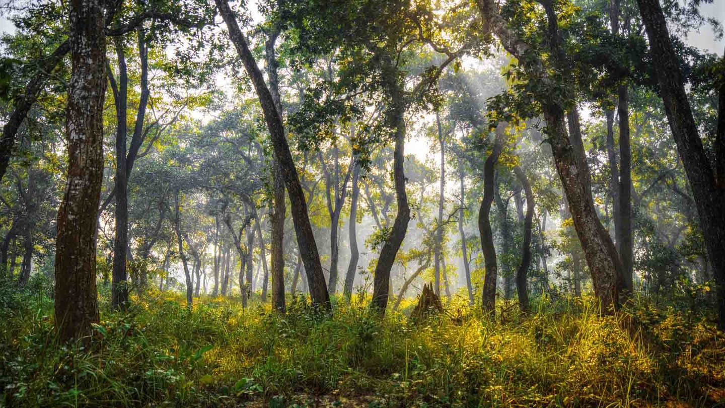 Chitwan National Park in Nepal