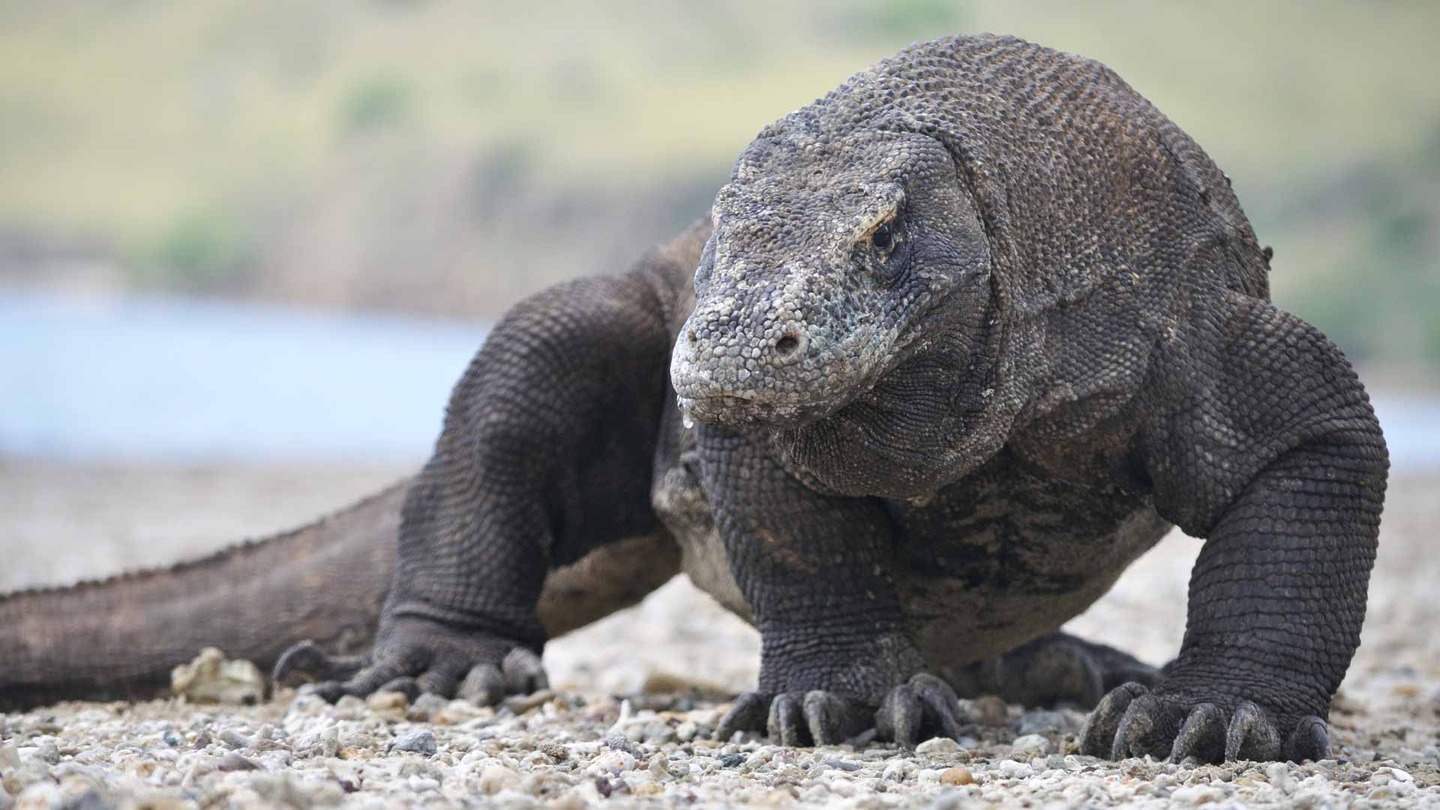 Komodo dragon, national parks in Asia
