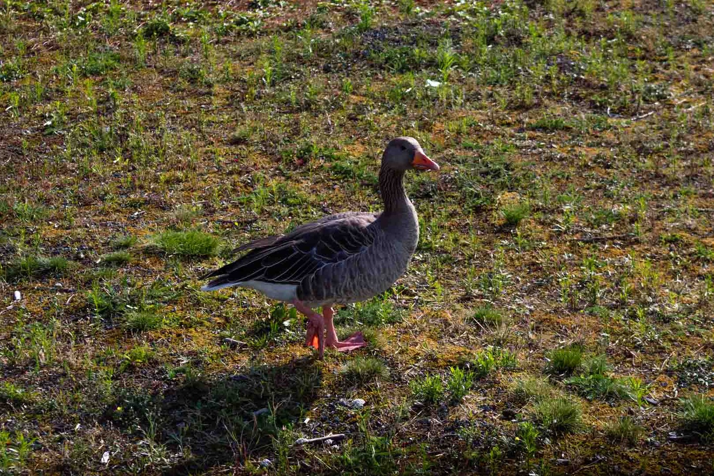 Goose in Oslo, Norway