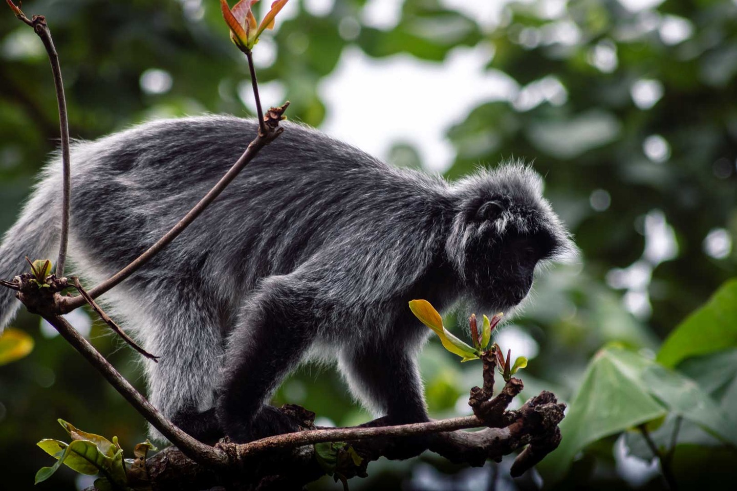 Silver Leaf Monkey in Borneo