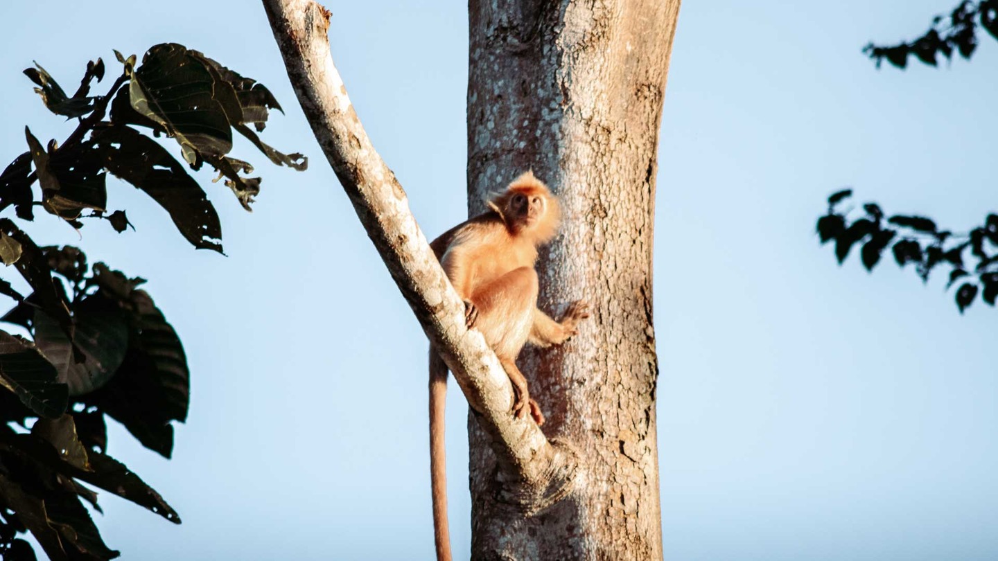 Silver langur in a tree, Borneo